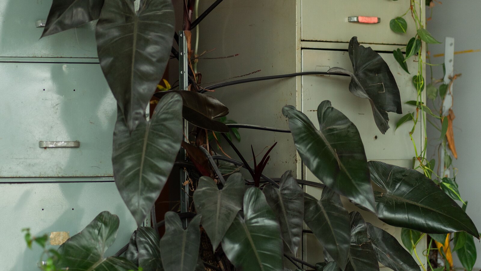 Coworking interior full of plants and daylight
